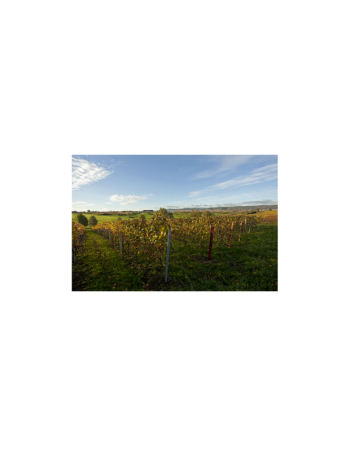 Herbstpaket 12 Flaschen