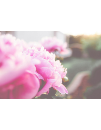 Rosé Paket 6 Flaschen